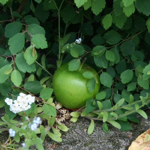 Appel groen cache container